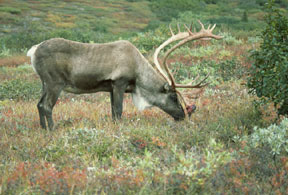 Caribou Bull photo by Dave Menke, USFWS
