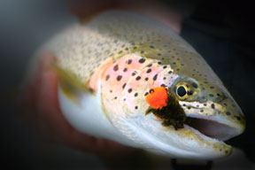 Rainbow Trout photo by Castaway Films